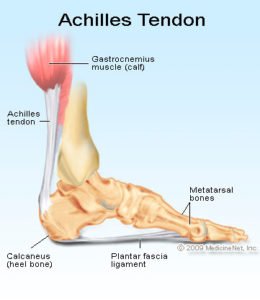 achilles-tendon-medical-image